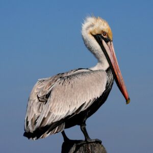 Discover the Wildlife of North Carolina's Crystal Coast