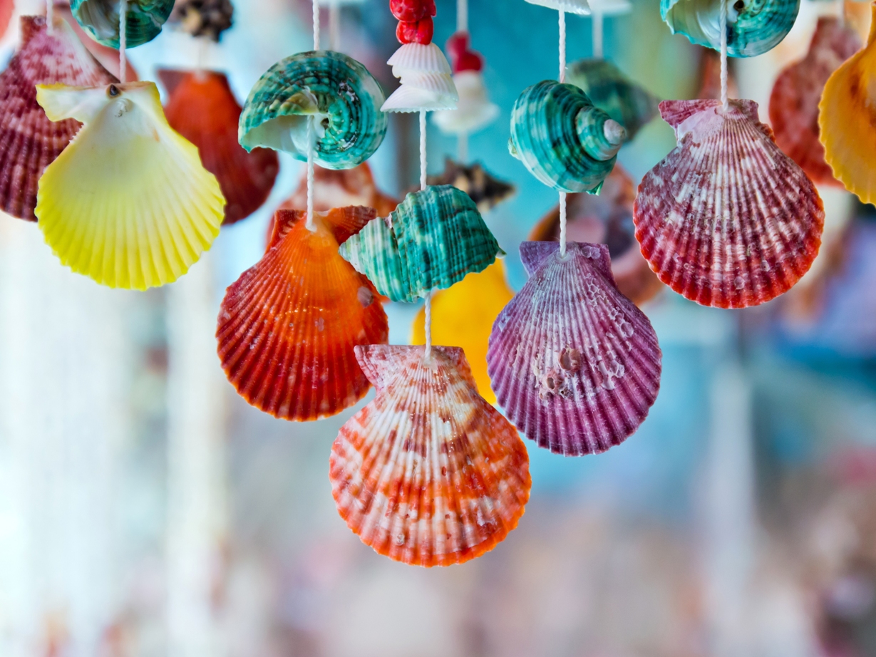 How to Clean Seashells the Right Way - Decor by the Seashore