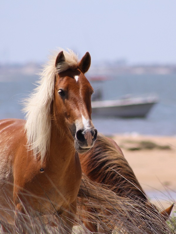 Crystal Coast Ecotours - Wild Horse Watching