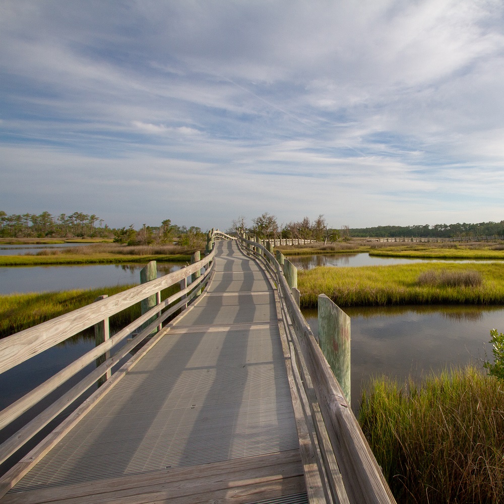 Boardwalk at Croatan National Forest