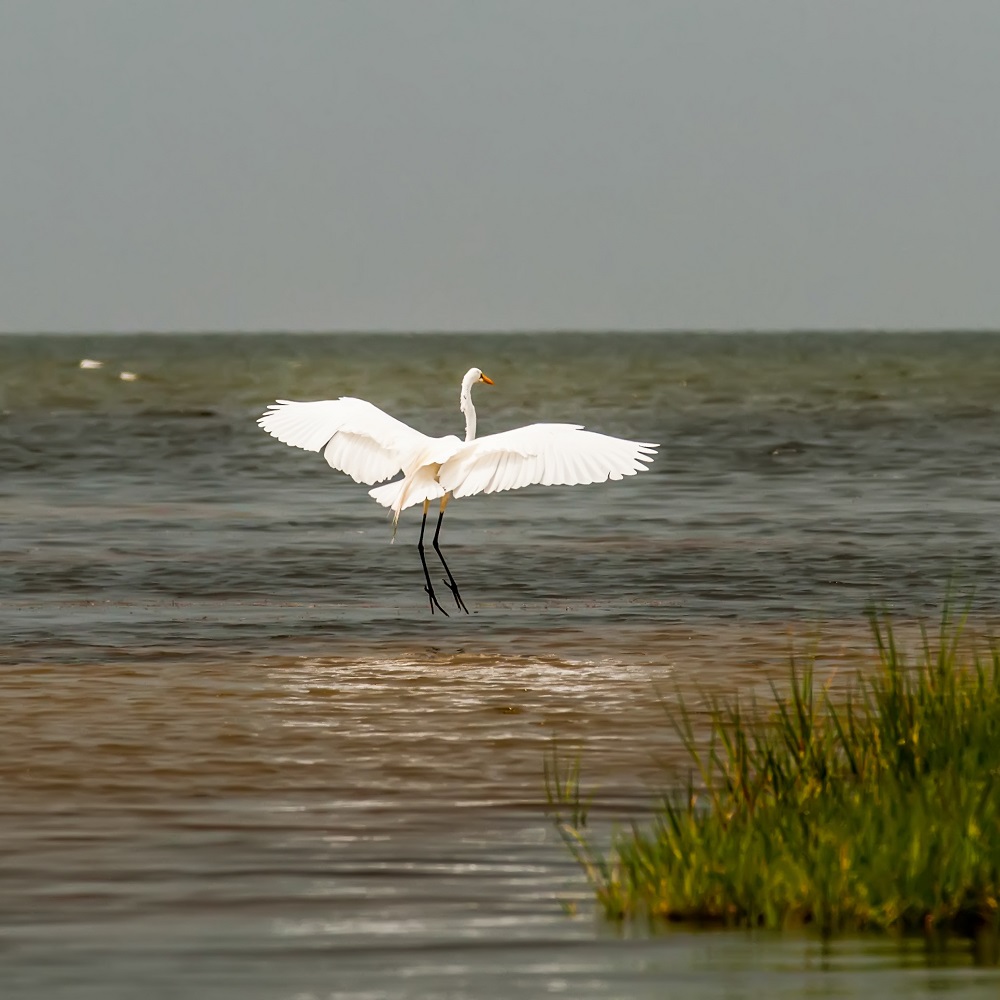 Birding on Cedar Island, NC