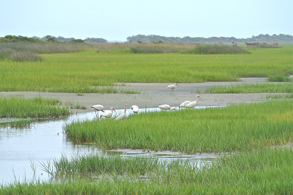 Bird watching at Rachel Carson Reserve | Beaufort Paddle