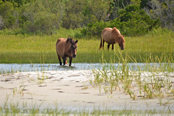 Wild horses at Rachel Carson Reserve | Beaufort Paddle