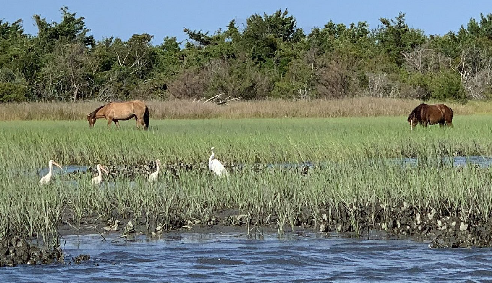 image of horses on Rachel Carson Reserve