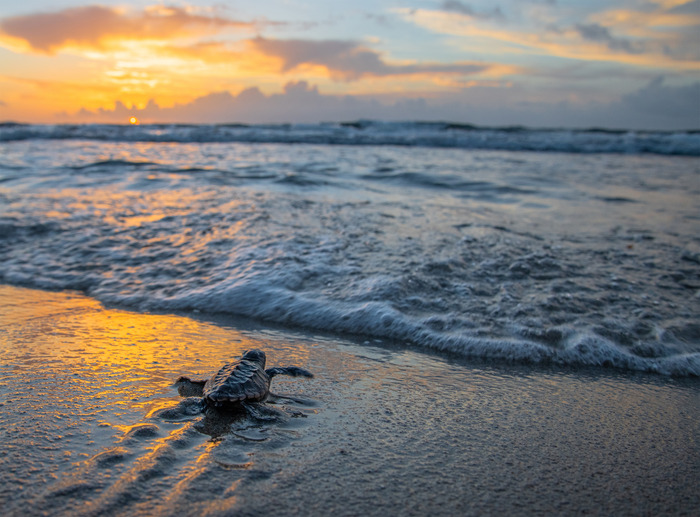 PROTECTING OUR SEA TURTLES