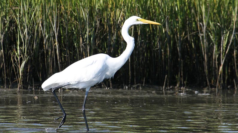 Emerald Isle North Carolina Birding Sites Trails - 