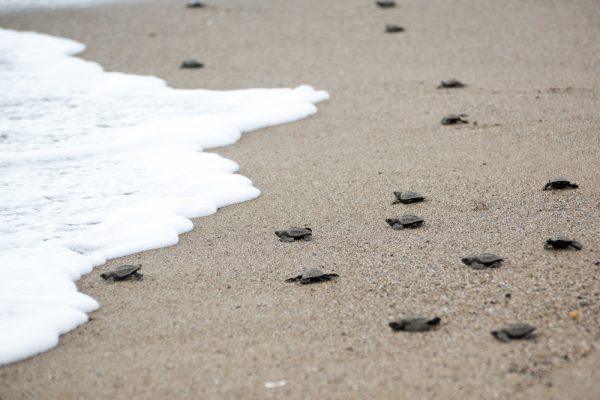 Sea Turtle Nesting Season on North Carolina's Crystal Coast