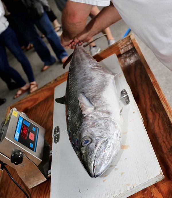 Weigh-in at Swansboro Five-0 King Mackerel Tournament